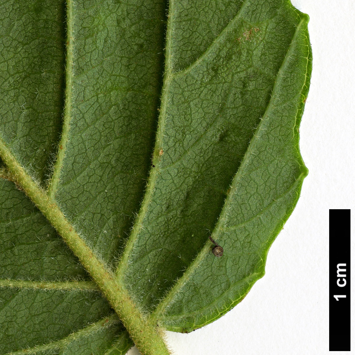 High resolution image: Family: Adoxaceae - Genus: Viburnum - Taxon: bracteatum - SpeciesSub: 'Emerald Lustre'